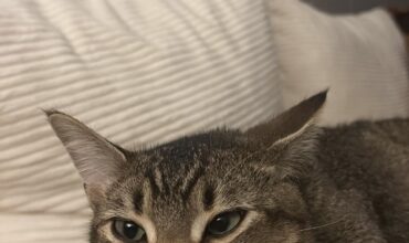 Silas finds a happy home!