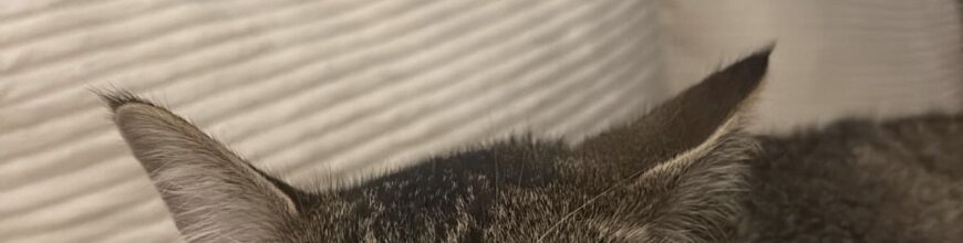 Silas finds a happy home!