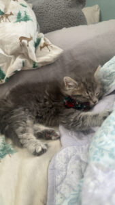 A kitten sent from heaven - Boon’s Adoption Story