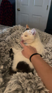 Salt the 14 year old cat found her home