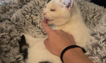 Salt the 14 year old cat found her home