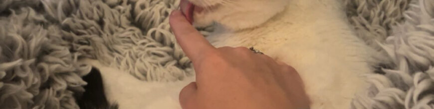 Salt the 14 year old cat found her home