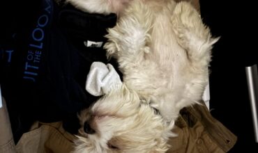 We found our perfect addition to our family!