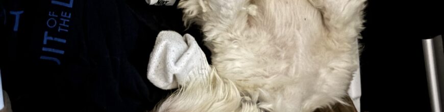 We found our perfect addition to our family!