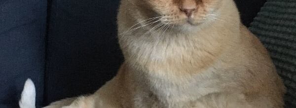 Grumpy Face, Gentle Soul
