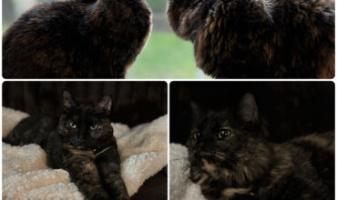 Ethel and Lucy find a fur-ever home