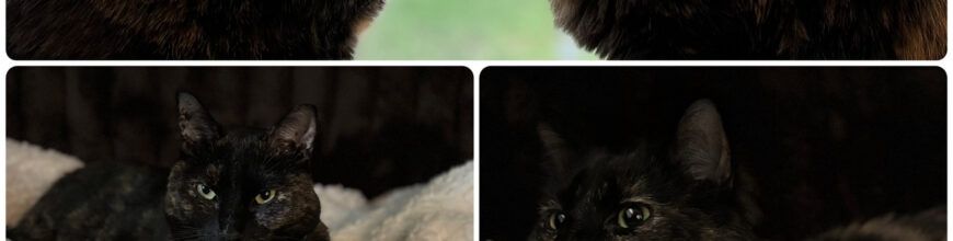 Ethel and Lucy find a fur-ever home
