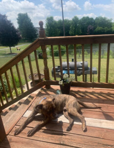 Enzo finds forever Family Home