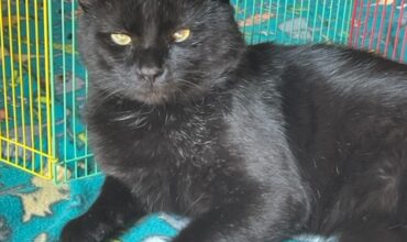 Bear’s (Corn Fritter’s) Forever Home