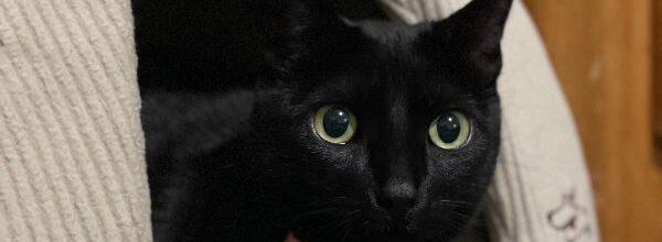 Louise’s One-Year Gotcha Day!