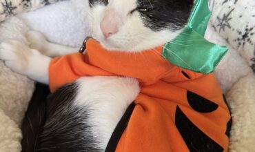 Mister Moo Cow Finds a Home