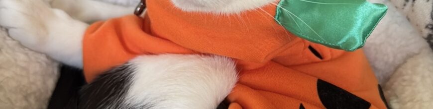 Mister Moo Cow Finds a Home