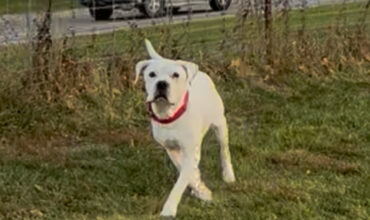 Apollo is feeling like a puppy again!