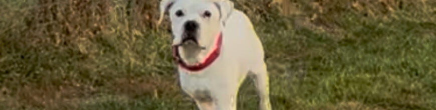 Apollo is feeling like a puppy again!