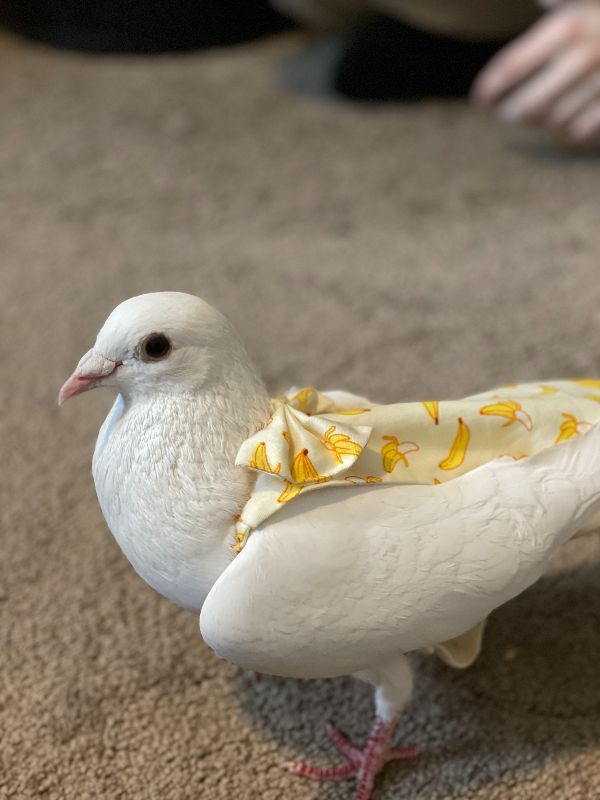 Yes, we adopted a pigeon! - HSHV