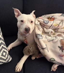 Nova finds her forever home