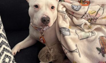 Nova finds her forever home