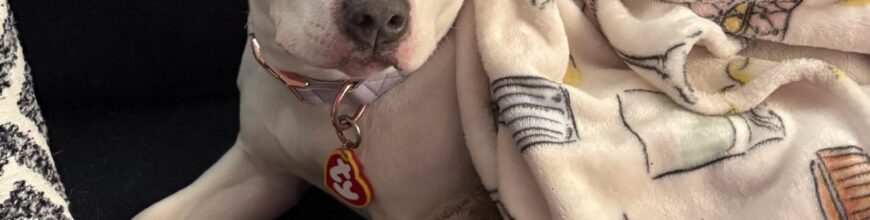 Nova finds her forever home