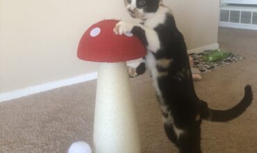 Healing a Broken Heart