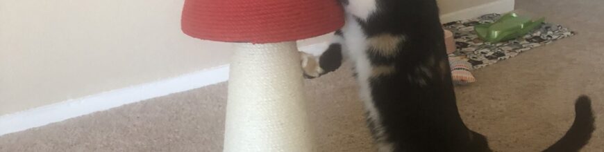 Healing a Broken Heart