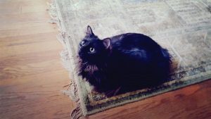 A Sweet Ragamuffin Finds a Home