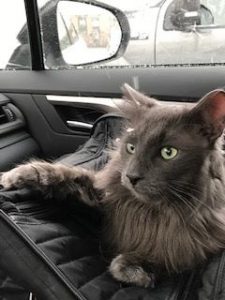 Eggbert-Albert Smoky "Kitz" has the Purrfect Home with Stephen!