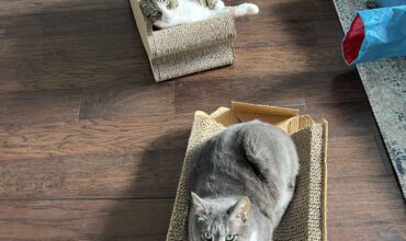 Adding a Second Cat is Twice the Smiles!