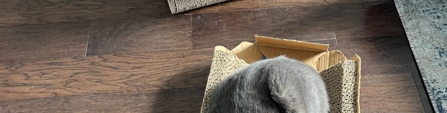 Adding a Second Cat is Twice the Smiles!