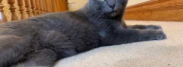 Nimbus found after four months missing