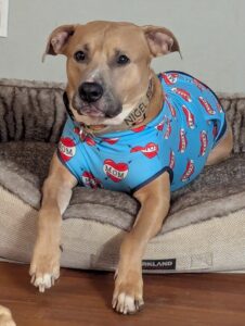 Happy Gotcha Day, Nigel!