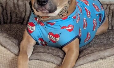 Happy Gotcha Day, Nigel!