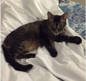 My favorite Pillow Thief
