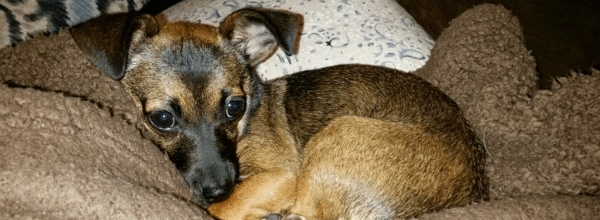 Rue the Comeback Puppy