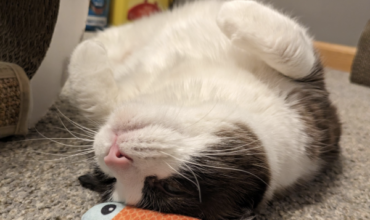 Suki is doing great!