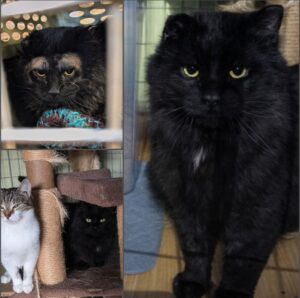 From “Leave Me Alone” to “Pet Me Now”