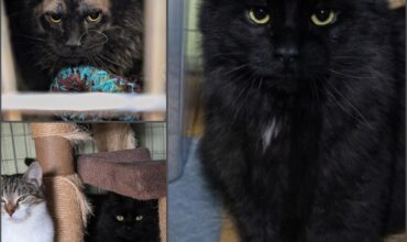 From “Leave Me Alone” to “Pet Me Now”