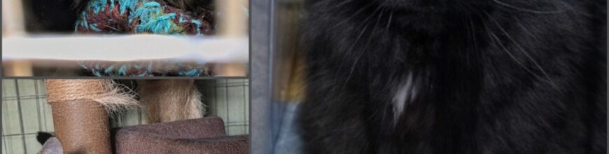 From “Leave Me Alone” to “Pet Me Now”