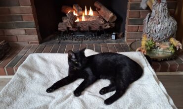 The Little Queen is Home