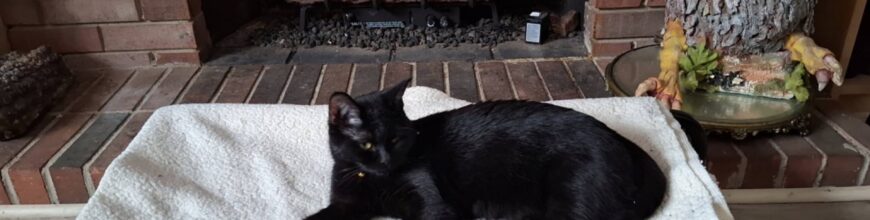 The Little Queen is Home