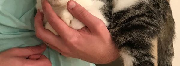 New kitty for us!