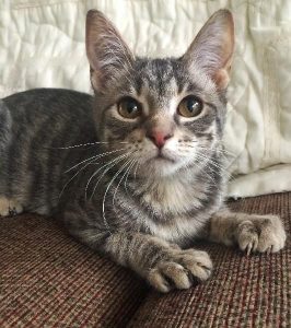A Cautious Kitten