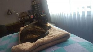 Wasn't ready for another furry companion. Or so I thought. And then I came to Empty the Shelters.