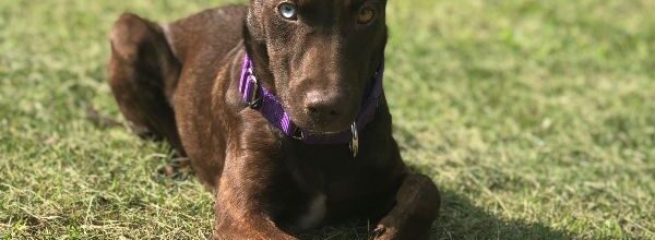Gemma is home at last!