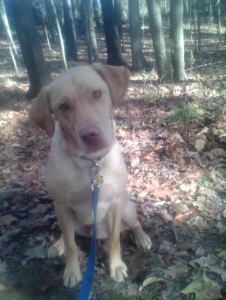 The best dog ever.