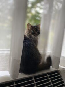 My first time adopting