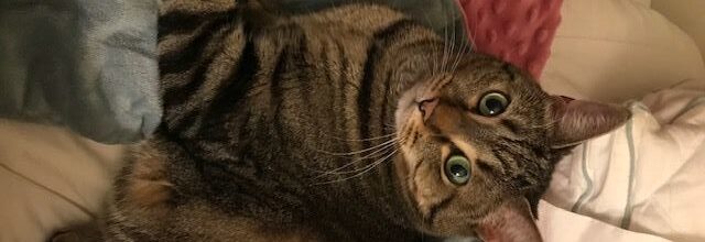 Lily is thriving in her new home!