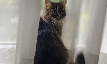 My first time adopting