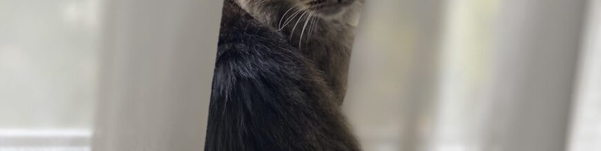 My first time adopting