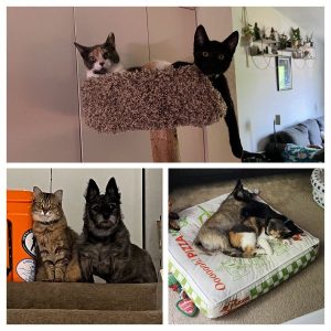 Kitties get their forever home