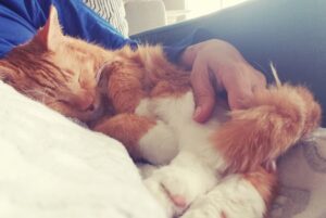 Pumpkin is where he truly belongs!